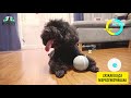 Doggy Village Frantic ORB Judantis, interaktyvus kamuolys su spalvingu apšvietimu šunims