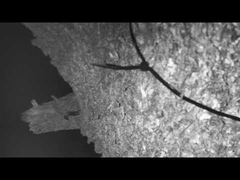 Djuma Private Game Reserve Live Stream: Hippo visits the dam