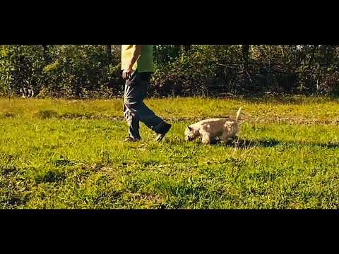 Cairn-Terrier Welpe kaufen