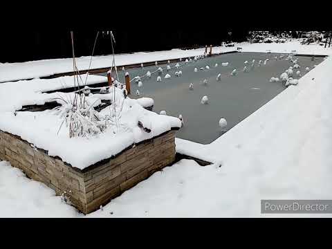 Iarna în gradina mea