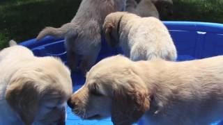 Lady/Ike 2016 Week 6