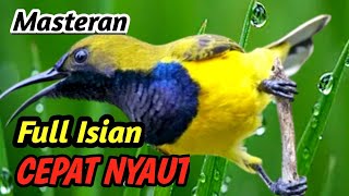 Download lagu SOGOK ONTONG AUTO GACOR‼️ Suara Aliran Sungai | Pelatihan Burung Alami KUALITAS TINGGI mp3