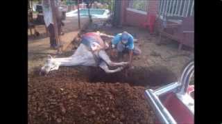 Tributo a mi caballo: Era lindo mi federal.