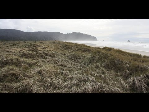 Hybrid in a Haystack