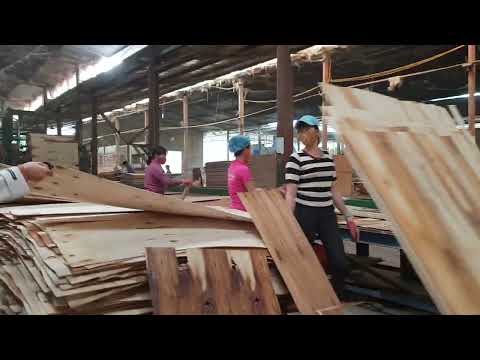 Dây chuyền xếp ván sản xuất ván ép mỏng