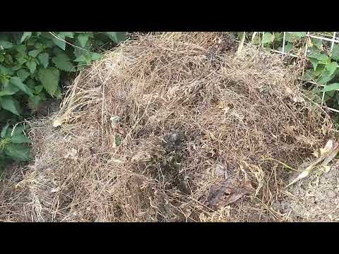 Kompost Beschleuniger aus Hefe