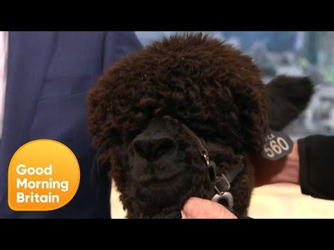 Therapeutic Thursday With the Help of Alpacas | Good Morning Britain