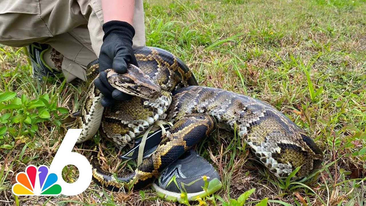 Record-breaking 6,300 pounds of invasive Burmese pythons removed from Florida