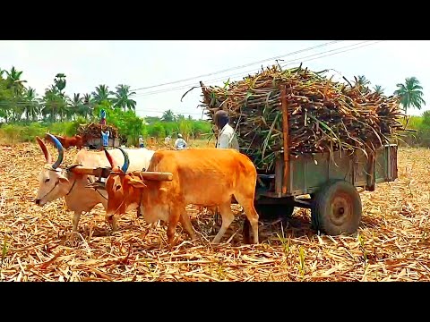 man riding bullock cart fully loaded sugarcane by farmer | bulls farms ox cow videos | bullock media