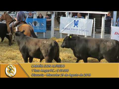 29-08-18 Venta de Toros Angus P.C. - Cabaña Don Alfredo - Olavarria.