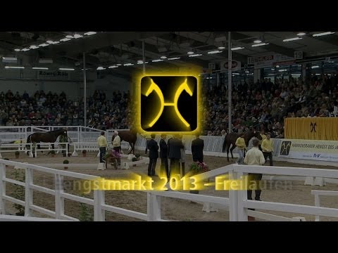 Hannoveraner Hengstkörung 2013 - Zweite Präsentation der Hengste
