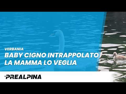 Verbania, baby cigno intrappolato