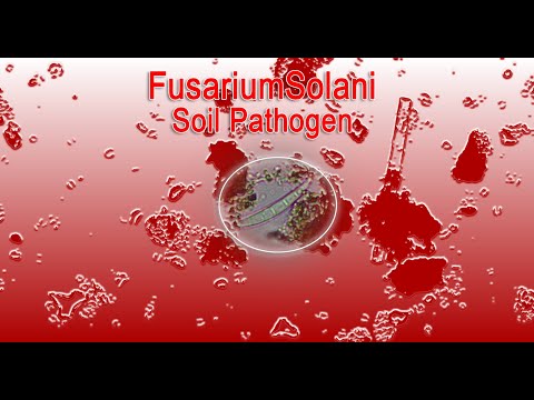 Fusarium Solani, (Fungal Pathogen) in soil sample