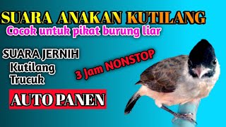 SUARA BURUNG KUTILANG GACOR MEMANGGIL LAWAN 100% AMPUH