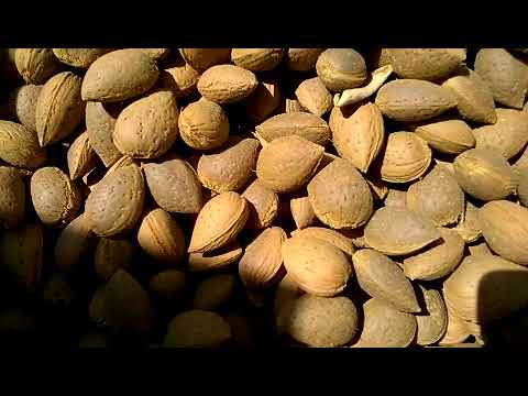 Giampi macchine agricole-Essiccaggio Mandorle  puglia