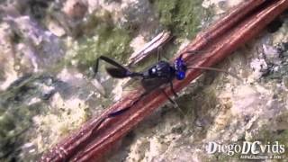 Evania appendigaster - vespa-bandeira (Evaniidae) ensign wasp