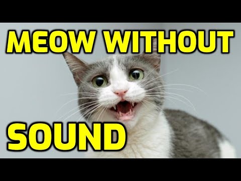 Why Does My Cat Meow Silently? (Whisper Meows)