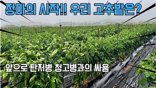장마의 시작!! 당신의 고추밭은 안녕하신가요? 탄저병 청고병 관리 방법