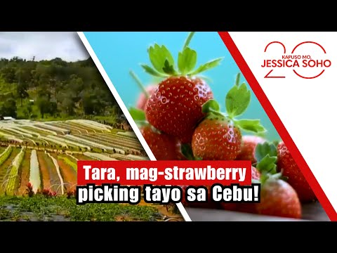 Tara mag-strawberry picking tayo