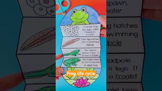 Life cycle of a frog foldable cut and paste activity #secondgrade #kidscrafts #kidslearning