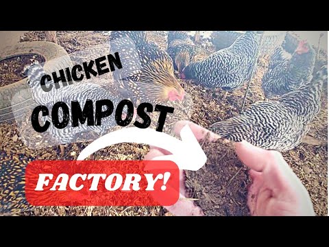 Fastest Way To Compost - Chickens Make It Look EASY!