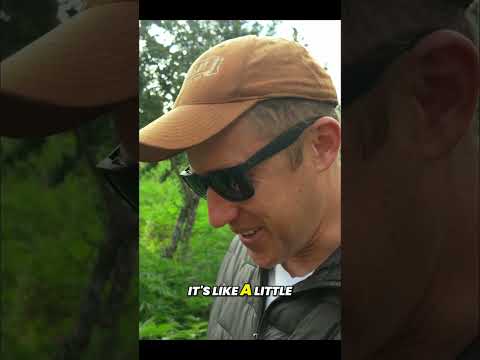 Morocco Landrace Pheno Hunt | Documentary Chapter Now Available