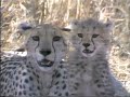 Opening To Really Wild Animals Adventures In Asia 1994 VHS 60fps