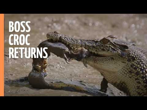 Deadly Rivals: Two Crocodiles, One Territory | Full Documentary