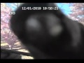 Bird Wmv