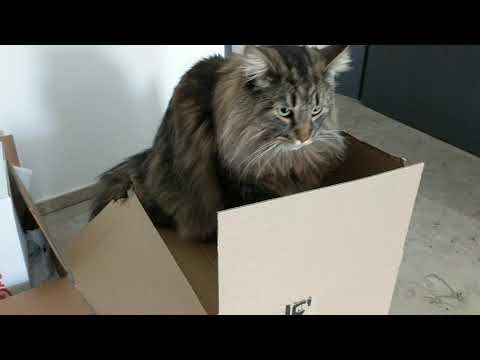 Moss working hard | Norwegian Forest Cat and the cardboard box