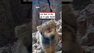 जब हिडन कैमरा में कैद हुई एक दुर्लभ बिल्ली (BBC Hindi)