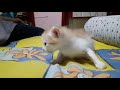 2 Months Old World S Cutest Kitten Asmr Shorts Cutekitten 2months