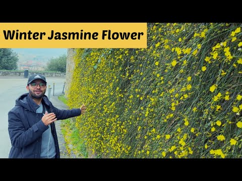 All about Jasminum nudiflorum or Winter Jasmine | How to take care of Jasminum nudiflorum