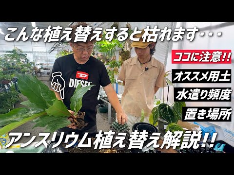アンスリウムが一番嫌いなものは何ですか?培養シート  庭園