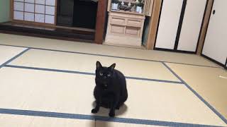 衝撃！犬みたいな猫がいた！