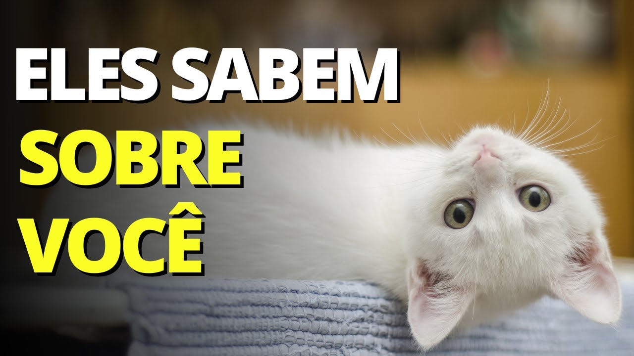 10 COISAS INCRÍVEIS que seu GATO SABE sobre VOCÊ!