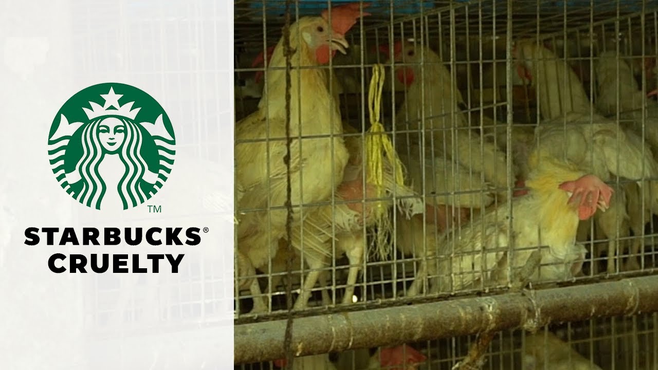 Filth, cruelty and discrimination from Starbucks