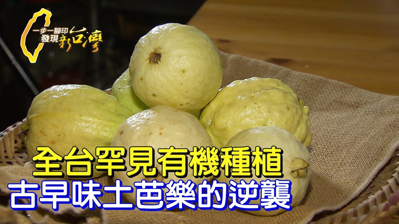 《一步一腳印》在地土芭樂的新出路 變身芭樂生乳捲