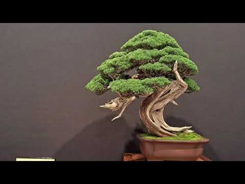 The Trophy Bonsai Show Belgium 2023 🇧🇪