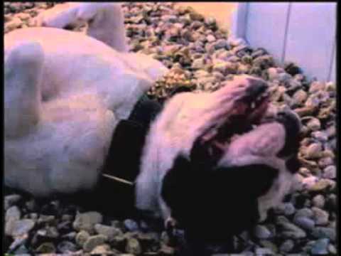 Cat and Dog Funny Ad