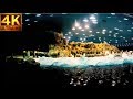 4K Loro Penguins By 1HMr 150861 1