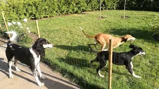 Download lagu Last fun with mom -  ''LA'' litter FARLAT Saluki mp3