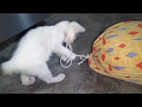 Kitten Meow Meow 😺😺😺😺||Cute Baby Cat playing video 🐈🐈🐈🐈🐈💞💞💞