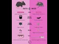 🐭 Rats vs. Mice – What’s the Difference? 🐀