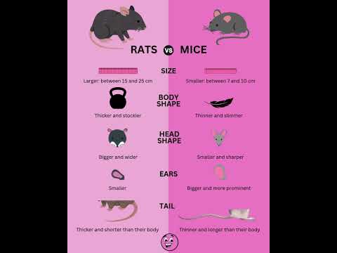 🐭 Rats vs. Mice – What’s the Difference? 🐀
