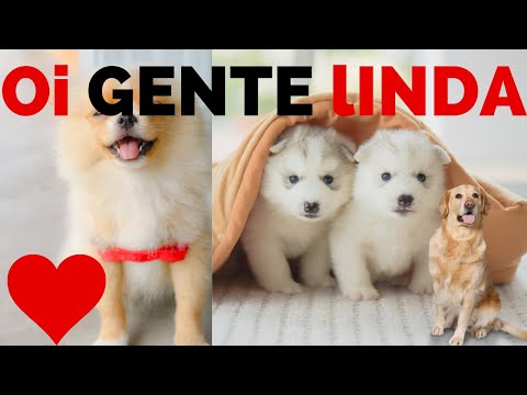 cachorros, cachorro fofinho, cachorro pequeno, cachorrinhos fofinhos