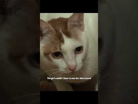 A cat attacked her owner for no reason  #rescuecat  #cat  #catlover  #fyp