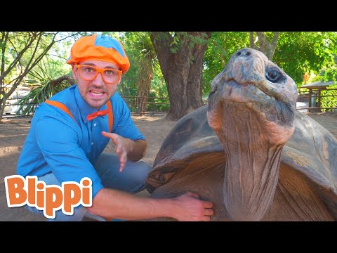 Blippi Visits a Zoo | Animals for Kids | Animal Cartoons | Funny Cartoons | Learn about Animals