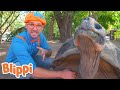 Blippi Visits A Zoo Animals For Kids Animal Cartoons Funny Cartoons Learn About Animals