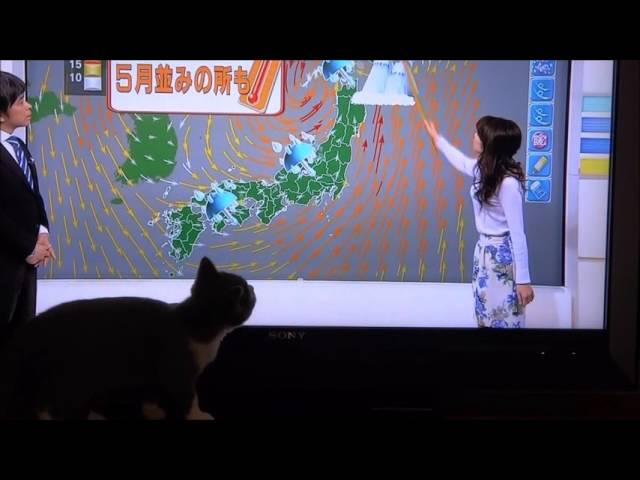 NHKニュース7 寺川奈津美さん大好き！